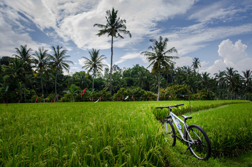 ride a white bicycle survey in rice field to see lifestyle of farmer. Feel fresh and strong.