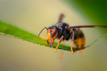 insect on leaf