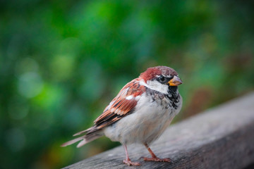 Cute sparrow in a park in Ljubljana, Slovenia