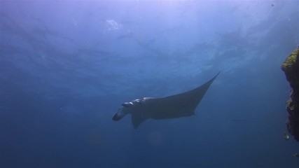 Graceful Manta Ray Swimming Overhead In Blue Sea Water Coral Reef & Sunlit Sea Surface. Mantaray Or Big Sea Ray Mouth Closed, Cephalic Fins Rolled & Fins & Wings Wide Open. Large Pelagic Marine Life