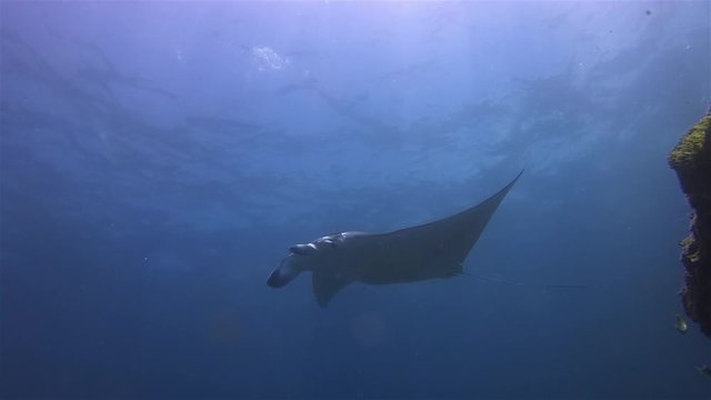 Graceful Manta Ray Swimming Overhead In Blue Sea Water Coral Reef & Sunlit Sea Surface. Mantaray Or Big Sea Ray Mouth Closed, Cephalic Fins Rolled & Fins & Wings Wide Open. Large Pelagic Marine Life