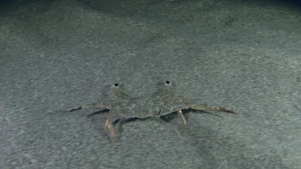 Swimming Crab run along the sandy seabed and hides in the sand in the night. Gray swimming crab (Portunus hastatus) Underwater shot. Mediterranean Sea, Europe.