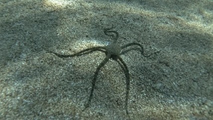 Brittlestar walks along the sandy seabed. Underwater shot. Mediterranean Sea, Europe.