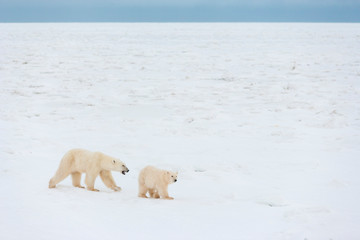 POLAR BEAR (Ursus maritimus), Churchill, Hudson Bay, Manitoba, Canada, America
