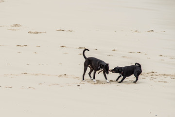 deux chiens jouant sur la plage