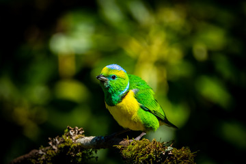 Male golden browed chlorophonia (Chlorophonia callophrys) at San Garerado de Dota, Costa Rica.
