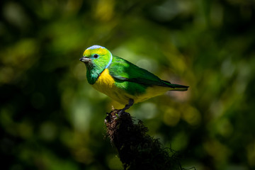 Male golden browed chlorophonia (Chlorophonia callophrys) at Boquete, Panama. 