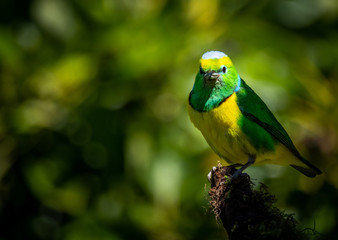 Male golden browed chlorophonia (Chlorophonia callophrys) at Boquete, Panama. 