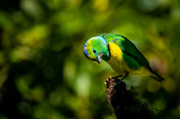 Male golden browed chlorophonia (Chlorophonia callophrys) at Boquete, Panama. 