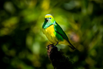 Male golden browed chlorophonia (Chlorophonia callophrys) at Boquete, Panama. 