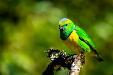 Male golden browed chlorophonia (Chlorophonia callophrys) at San Garerado de Dota, Costa Rica.