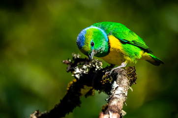 Male golden browed chlorophonia (Chlorophonia callophrys) at San Garerado de Dota, Costa Rica.