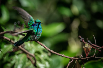 Lesser violetear (colibri cyanotus) or mountain violet-ear, formerly known as green violetear. Bird found in the highlands of Costa Rica, San Gerardo de Dota. 