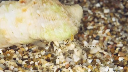 Hermit crab with an excessively large shell. Сlose-up of Small hermit crab or South-claw hermit crab (Diogenes pugilator) Underwater shot. Mediterranean Sea, Europe.