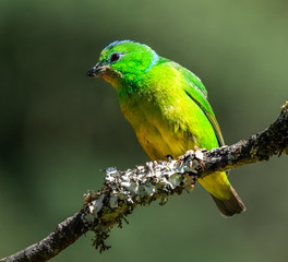 Male golden browed chlorophonia (Chlorophonia callophrys) on a branch at San Gerardo de Dota, Costa Rica