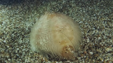 Real timing, a small Sea Urchin Potato quickly digs into the sand on seabed. Sea Potato or Common Heart Urchin (Echinocardium cordatum) Underwater shot. Mediterranean Sea, Europe.