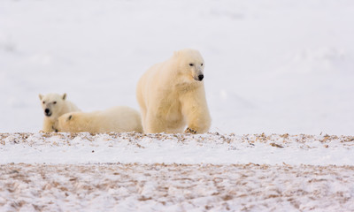 POLAR BEAR (Ursus maritimus), Churchill, Hudson Bay, Manitoba, Canada, America