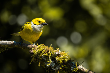 silver-throated tanager (Tangara icterocephala) at San Gerardo de Dota, Costa Rica. 