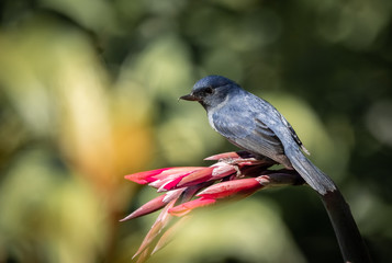 Slaty flowerpiercer, Diglossa plumbea. An endemic passerine bird to the highlands of Costa Rica (San Gerardo de Dota) and Panama (Boquete). 