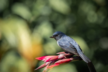 Slaty flowerpiercer, Diglossa plumbea. An endemic passerine bird to the highlands of Costa Rica (San Gerardo de Dota) and Panama (Boquete). 