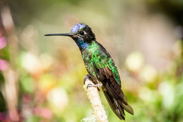 Fototapeta na wymiar Rivoli's hummingbird male or magnificent hummingbird (Eugenes fulgens) at Boquete, Panama, 