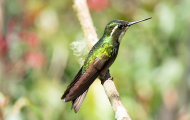 Beautiful hummingbird: Young male Gray-tailed Mountain-gem (Lampornis cinereicauda) at a branch at the Savegre River in San Gerardo de dota, Costa Rica. Endemic to southern Costa Rica, talamanca. 