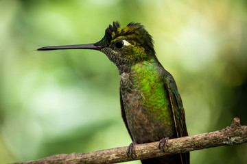 Rivoli's hummingbird or magnificent hummingbird (Eugenes fulgens) at San Gerardo de Dota, Costa Rica. 