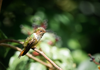 Fototapeta na wymiar Female volcano hummingbird (Selasphorus flammula), a very small hummingbird in the Talamanca mountains. San Gerardo de Dota, Los Quetzales national park, Costa Rica. 