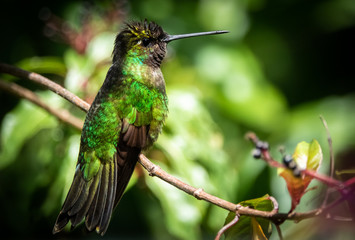 Rivoli's hummingbird or magnificent hummingbird (Eugenes fulgens) at San Gerardo de Dota, Costa Rica. 