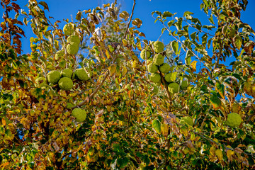 Плоды маклюры