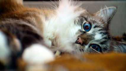 Close-up portrait of a gray fluffy blue-eyed lazy cat.shallow depth of field