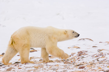 Obraz na płótnie Canvas POLAR BEAR (Ursus maritimus), Churchill, Hudson Bay, Manitoba, Canada, America
