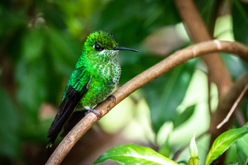 Green-crowned Brilliant (Heliodoxa jacula) or green-fronted brilliant. Male hummingbird at San Gerardo de Dota, Costa Rica. 