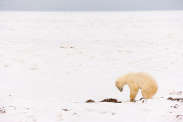 POLAR BEAR (Ursus maritimus), Churchill, Hudson Bay, Manitoba, Canada, America