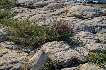 Прибрежная растительность Каспия