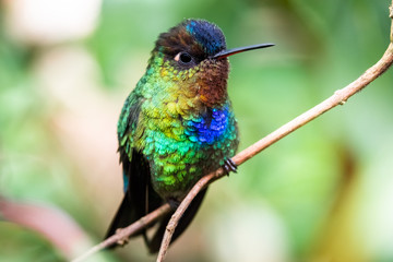 Fiery throated hummingbird, Boquete, Panama. A Small bird found in the high elevation forests of Costa Rica and Panama. 