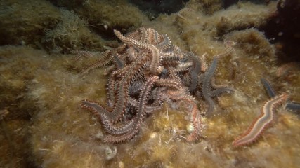 A lot of fireworms in mating season. Close up, Real timing. Bearded Fireworm (Hermodice carunculata) Underwater shot. Mediterranean Sea, Europe.