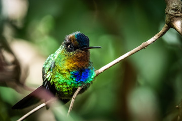 Fiery throated hummingbird, Boquete, Panama. A Small bird found in the high elevation forests of Costa Rica and Panama. 