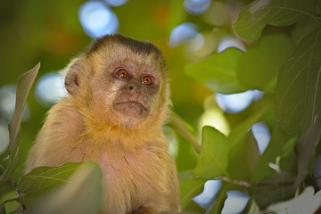 Brazilian Apes This kind of ape is very rare in Brazil.