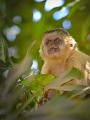 Brazilian Apes This kind of ape is very rare in Brazil.