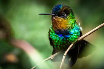 Fiery throated hummingbird, Boquete, Panama. A Small bird found in the high elevation forests of Costa Rica and Panama. 