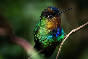 Fiery throated hummingbird, Boquete, Panama. A Small bird found in the high elevation forests of Costa Rica and Panama. 
