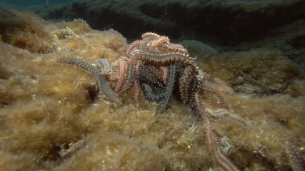 A lot of fireworms in mating season. Close up, Real timing. Bearded Fireworm (Hermodice carunculata) Underwater shot. Mediterranean Sea, Europe.