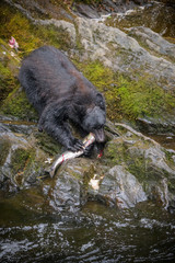 Black Bear in Alaska eating a fresh caught salmon