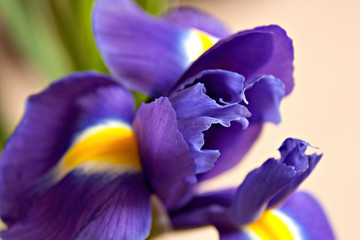 Purple iris in Close up