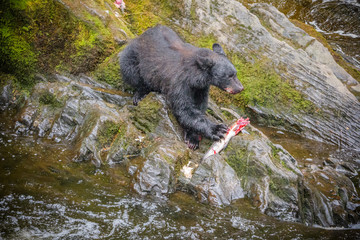 Black Bear in Alaska eating a fresh caught salmon