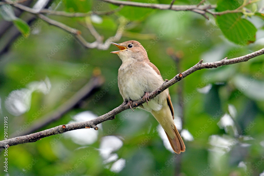 Wall mural Nachtigall (Luscinia megarhynchos) - nightingale