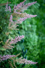 Pink flowers on a green background.