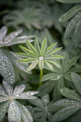 Green leaves plants with drops water.