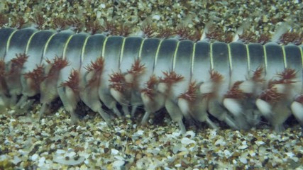 Close-up of fireworm is crawling on the sand. Movement from right to left. Bearded Fireworm (Hermodice carunculata) Underwater shot. Mediterranean Sea, Europe.